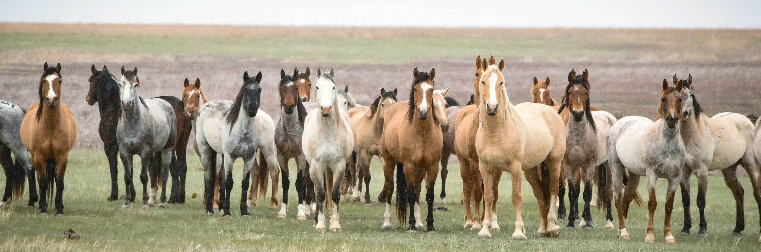 Troupeau de chevaux